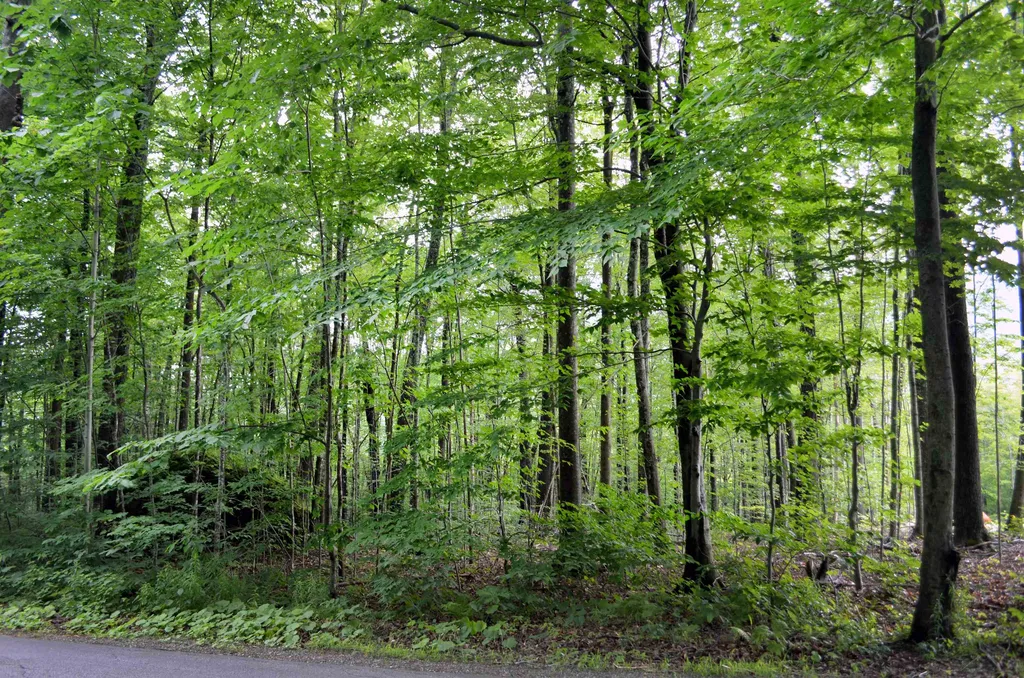 0 North Road Sunderland VT 05250