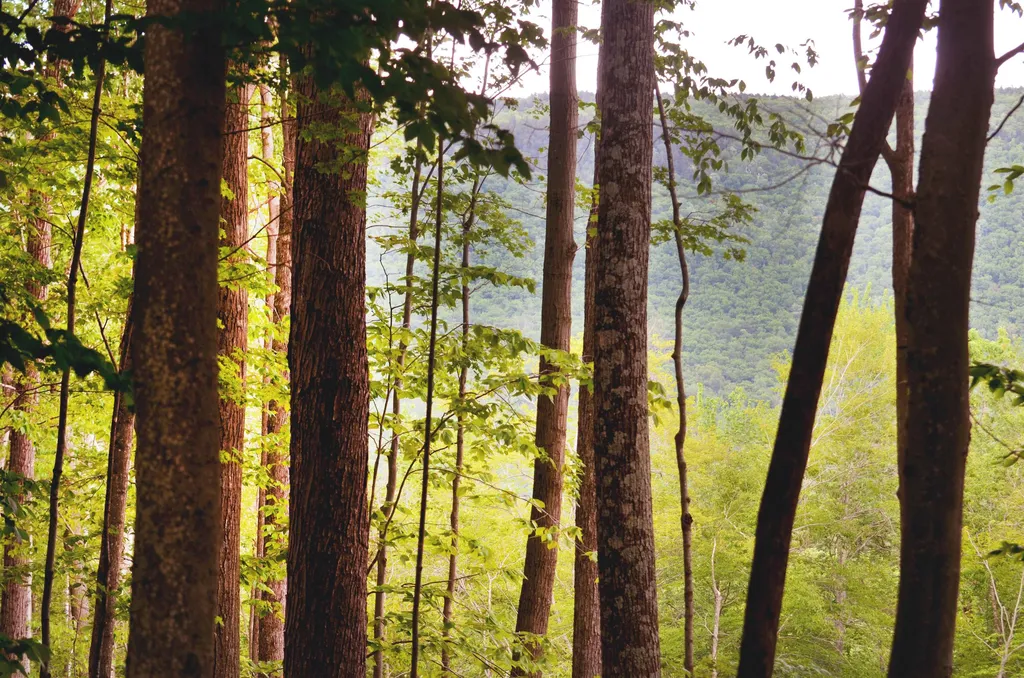 0 North Road Sunderland VT 05250