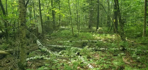 420 Gale Chandler Road Landaff NH 03585