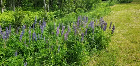 420 Gale Chandler Road Landaff NH 03585