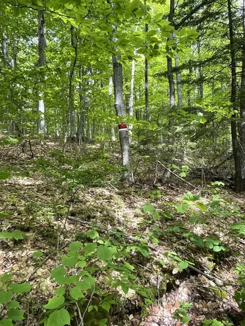Lot 1 Old Roxbury Road Meredith NH 03253