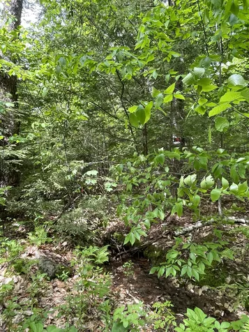 Lot 1 Old Roxbury Road Meredith NH 03253