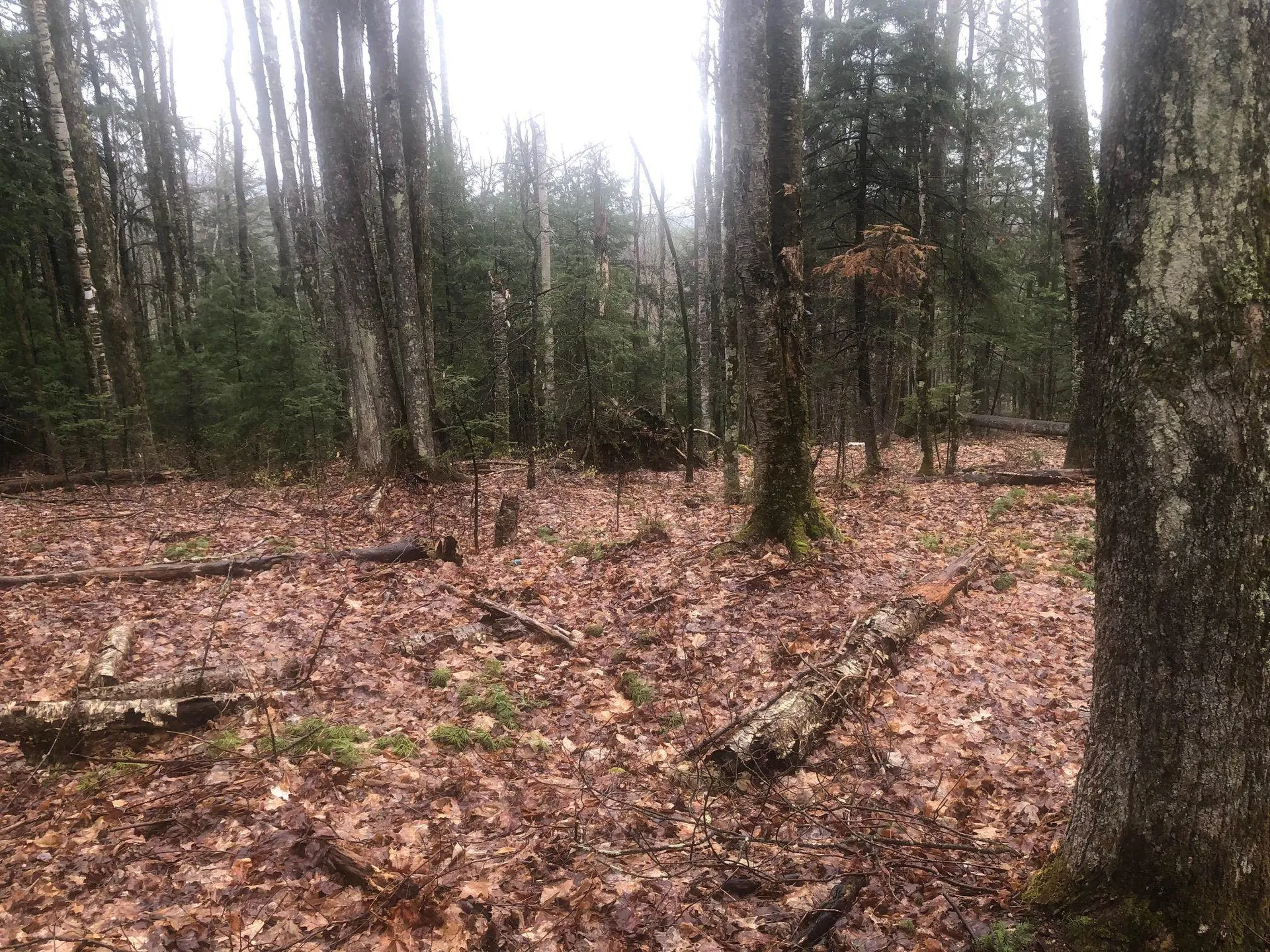 Kinsman Road Haverhill NH 03785