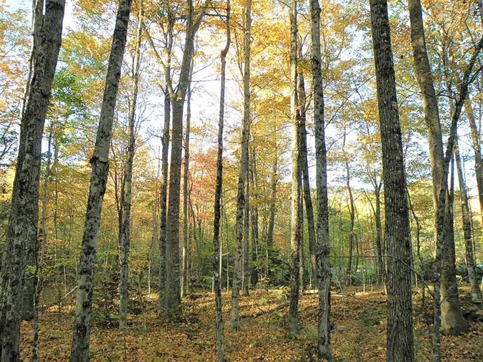0 Eastern Corner Road Campton NH 03223