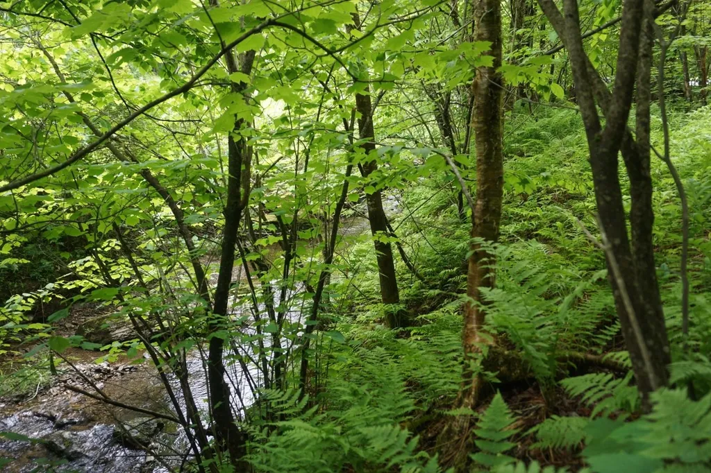 9562 Main Road Huntington VT 05462