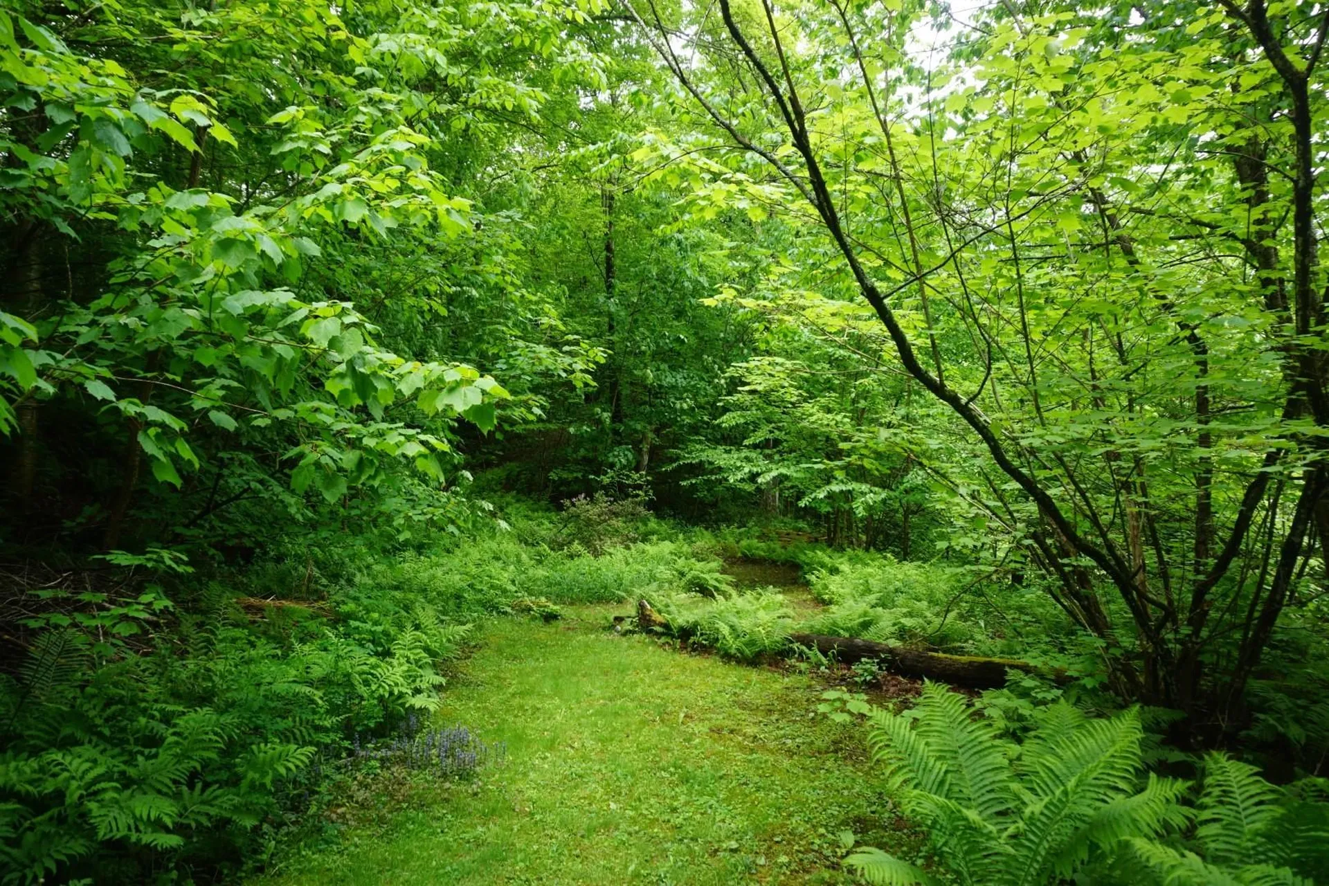 9562 Main Road Huntington VT 05462