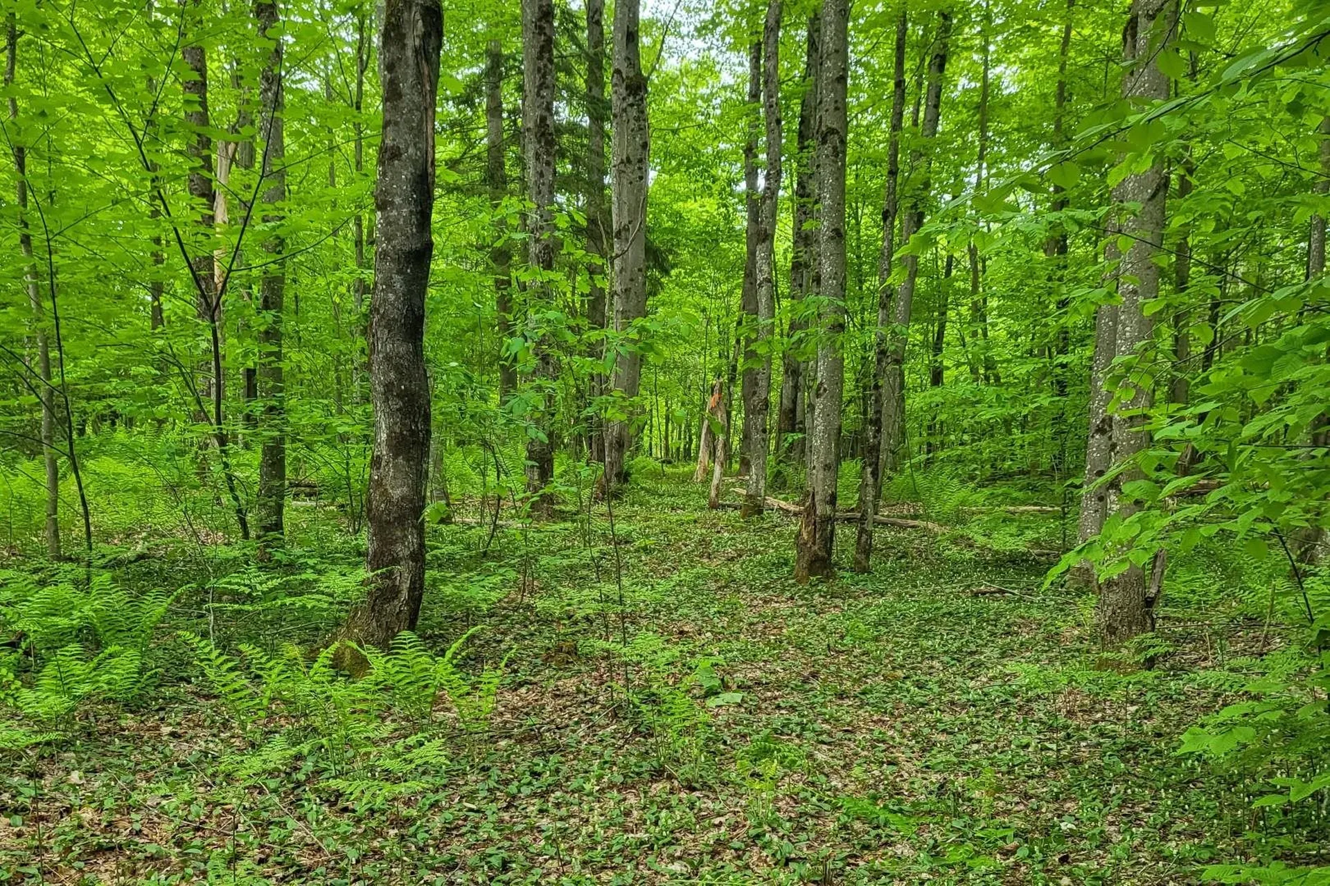9562 Main Road Huntington VT 05462