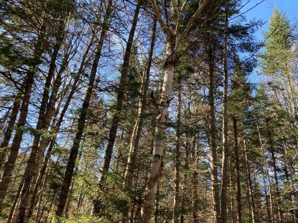 10 Farr Road Pittsburg NH 03592