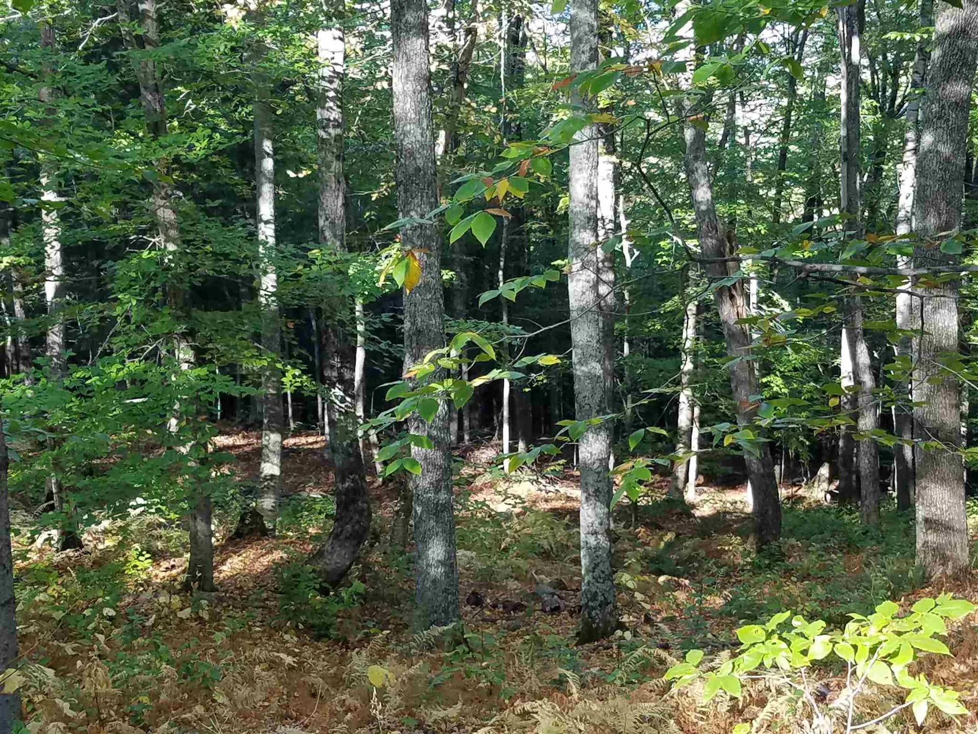 2.6ac Ellen Road Campton NH 03223