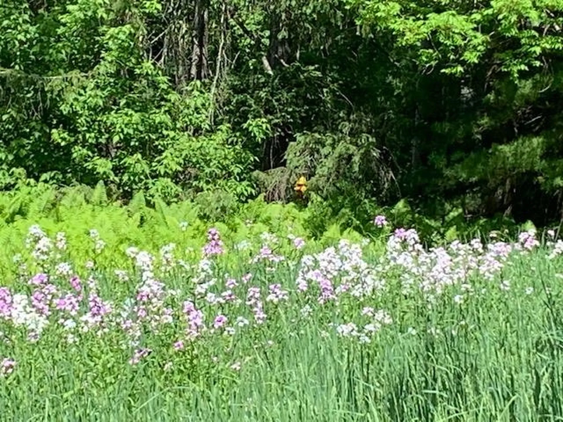 1 Border Lane Woodstock VT 05091
