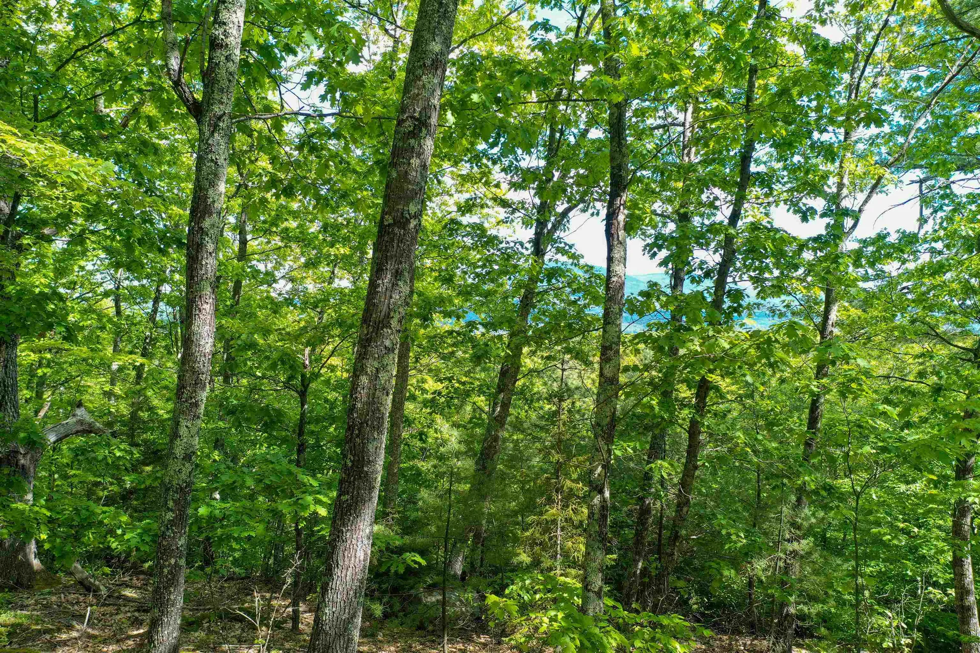 Grace Road Wilmot NH 03287