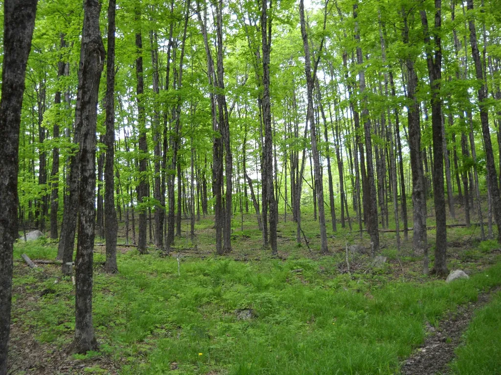 00 Peterson Road Topsham VT 05086