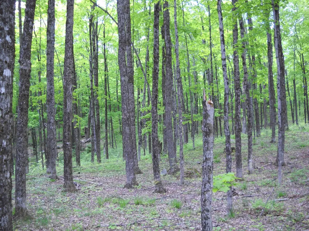 00 Peterson Road Topsham VT 05086