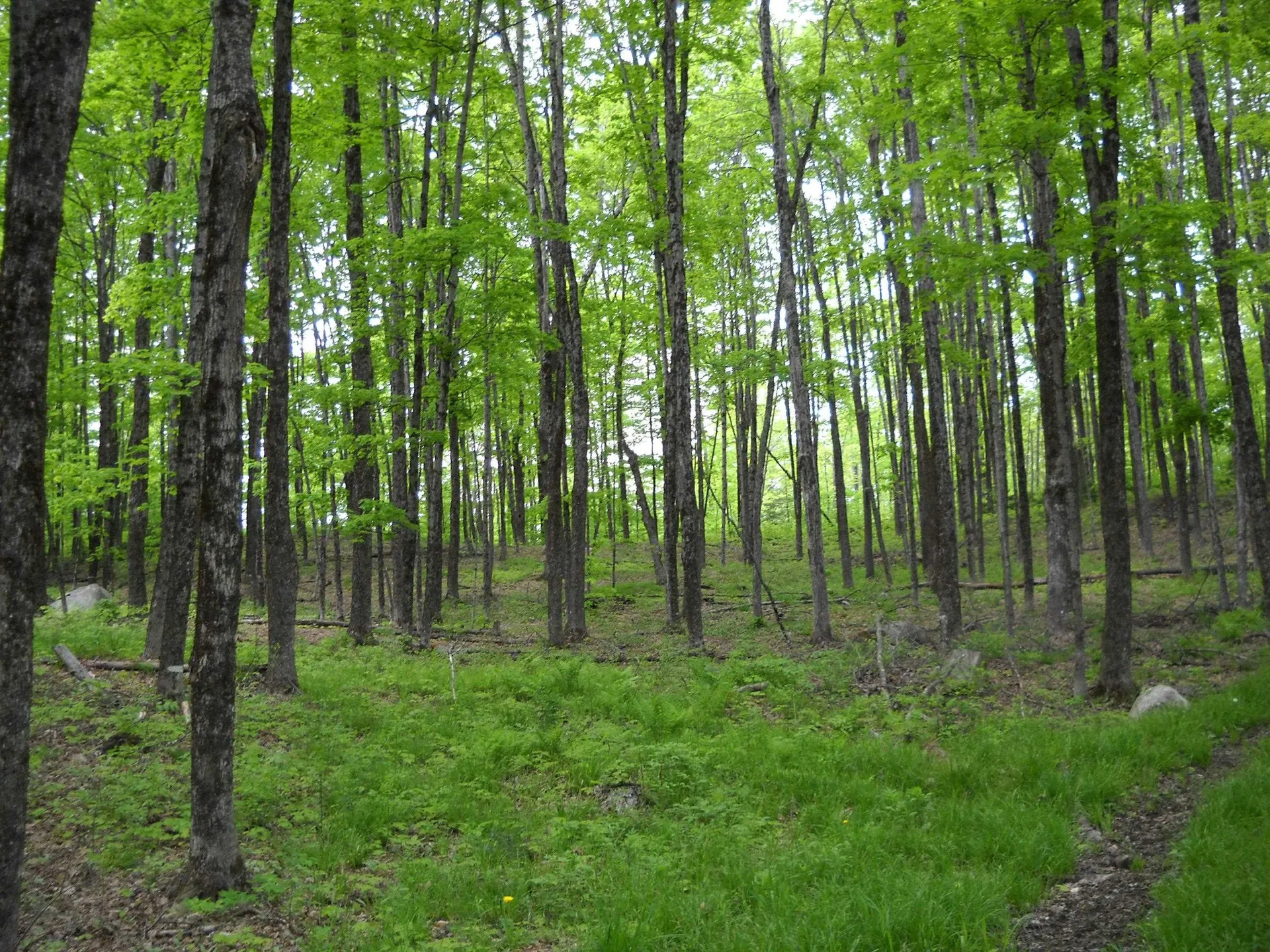00 Peterson Road Topsham VT 05086