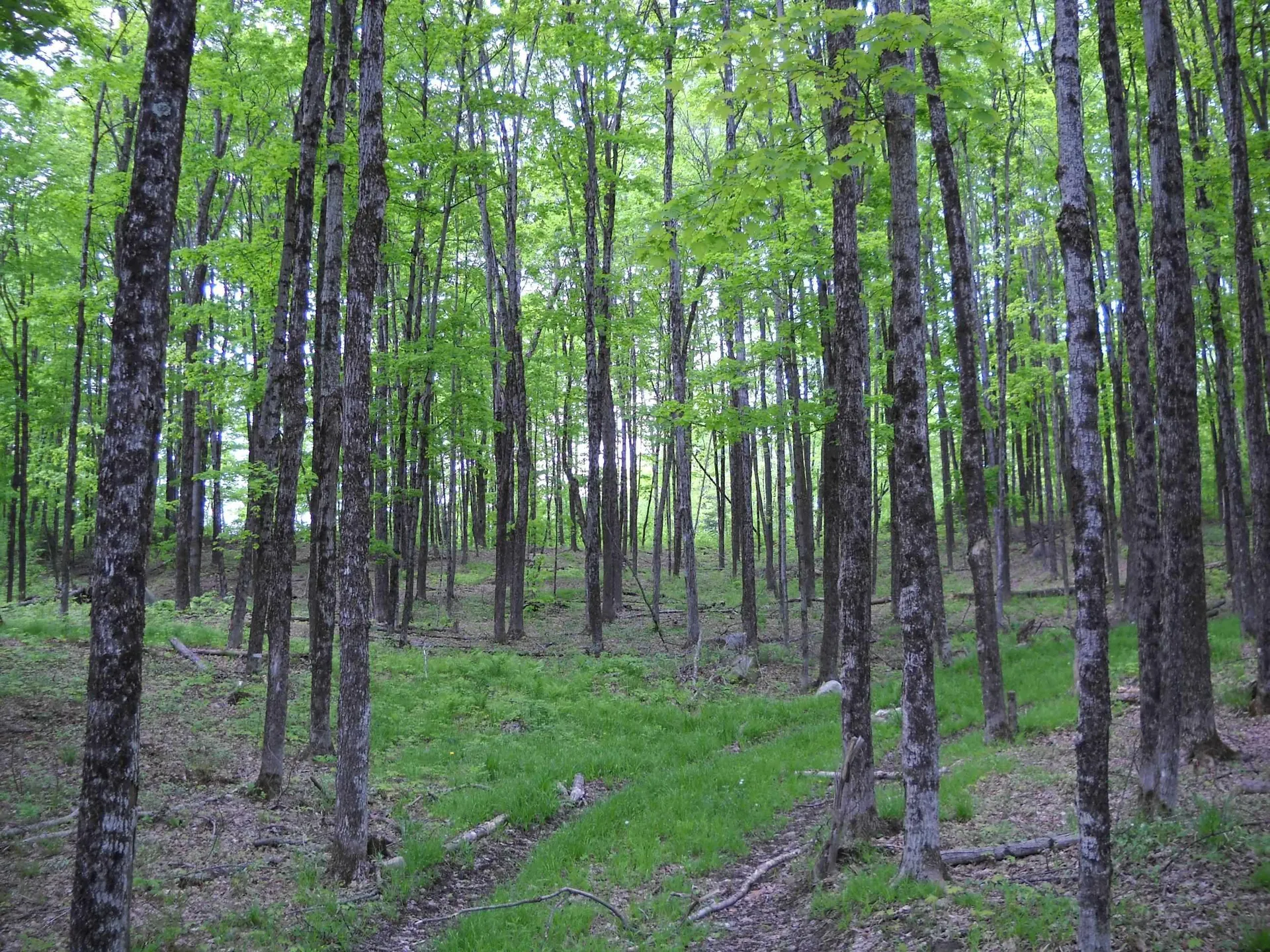 00 Peterson Road Topsham VT 05086