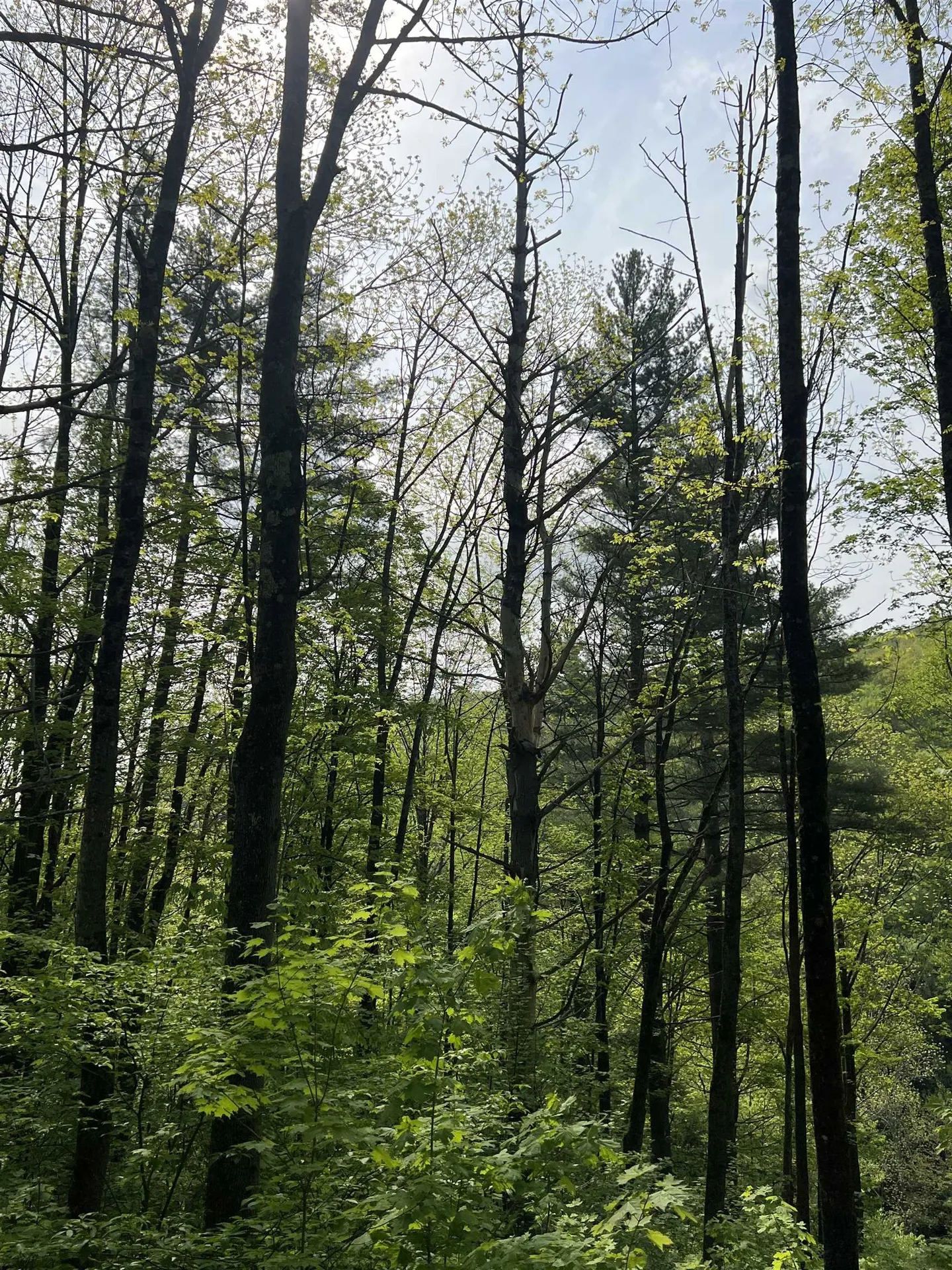 649 Us Route 4 Bridgewater VT 05034
