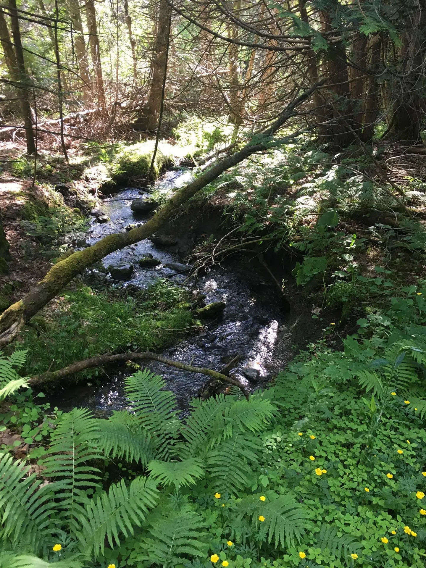 1796 Craftsbury Road Greensboro VT 05841