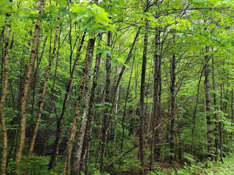 Lot 4-10 Northwoods Lane Bethlehem NH 03574