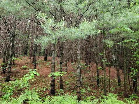 Lot 4-10 Northwoods Lane Bethlehem NH 03574