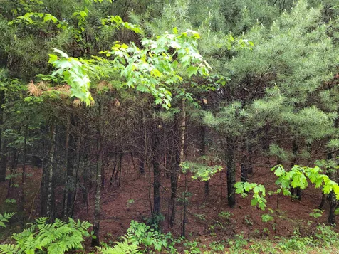 Lot 4-10 Northwoods Lane Bethlehem NH 03574