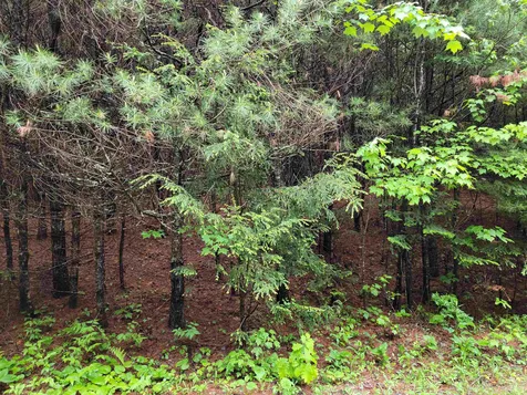 Lot 4-10 Northwoods Lane Bethlehem NH 03574