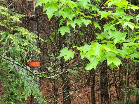 Lot 4-10 Northwoods Lane Bethlehem NH 03574