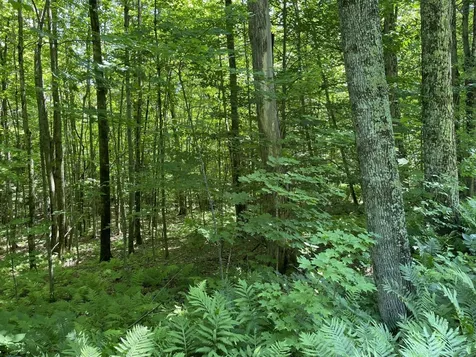 2099 West Hill Road Montgomery VT 05470