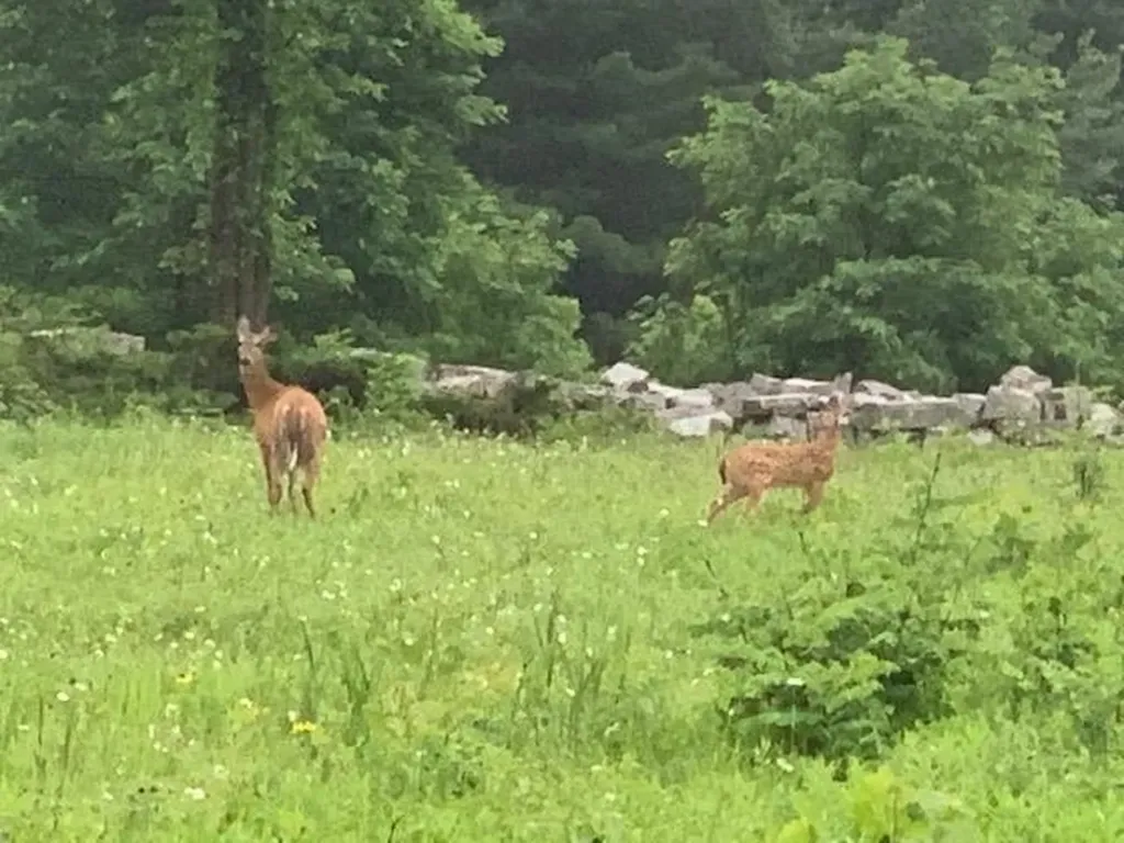 458 Woodstock Road Woodstock VT 05091