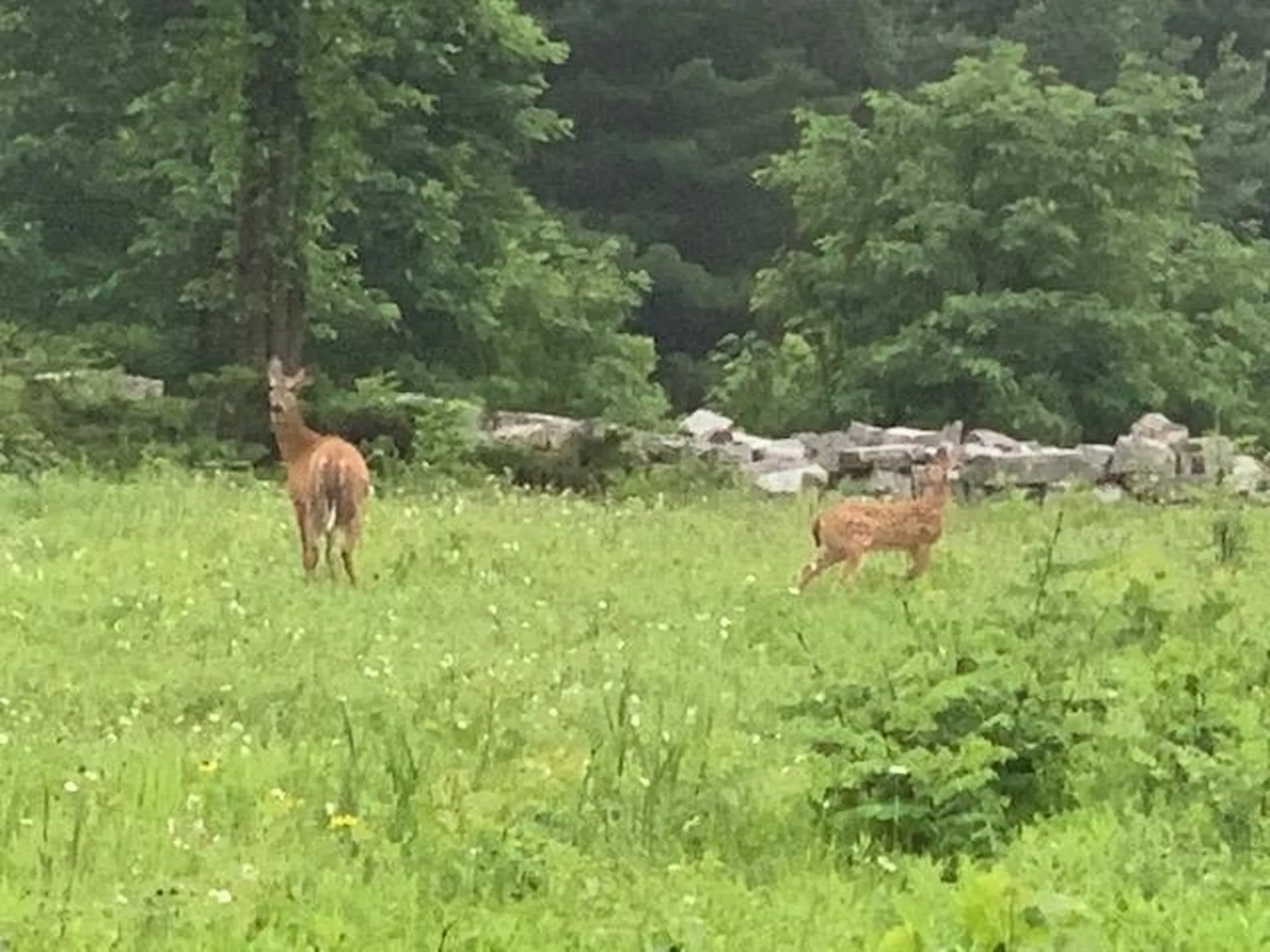 458 Woodstock Road Woodstock VT 05091