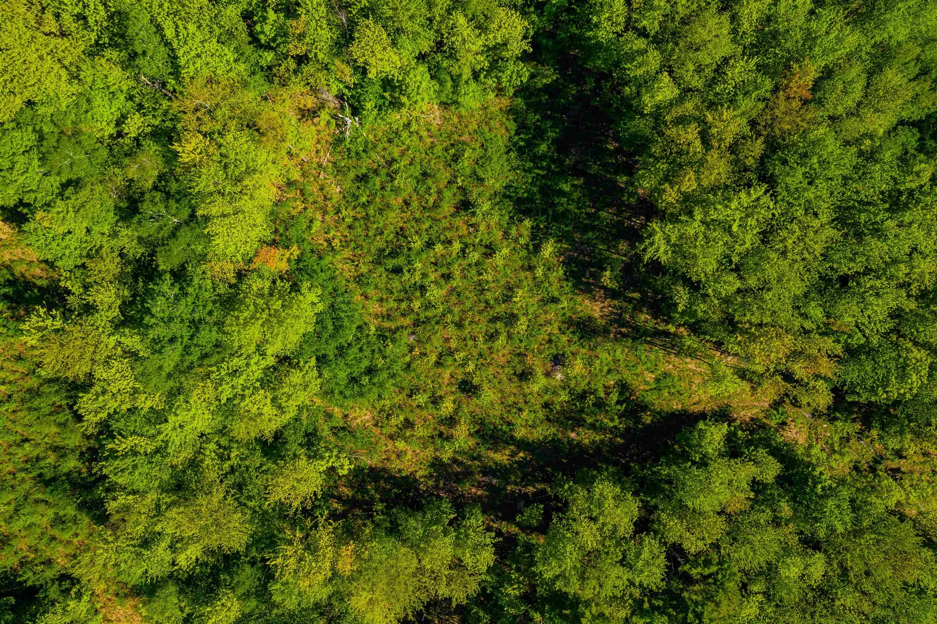 39 Black Walnut Lane Jericho VT 05465