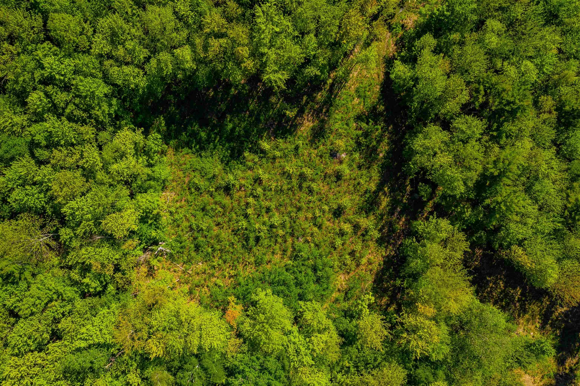 39 Black Walnut Lane Jericho VT 05465