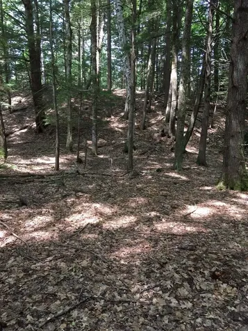 0 Old Ledge Road Westminster VT 05159