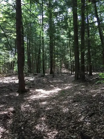 0 Old Ledge Road Westminster VT 05159