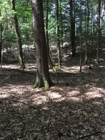 0 Old Ledge Road Westminster VT 05159