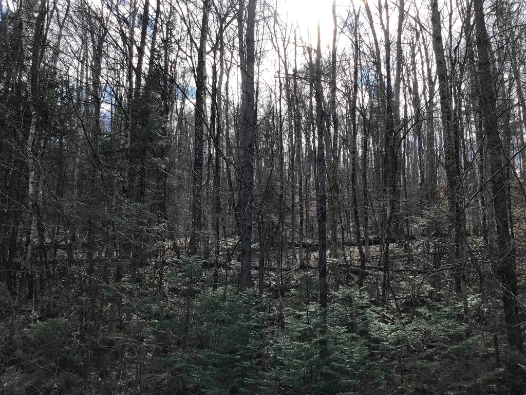 0 Williamstown Road Washington VT 05675