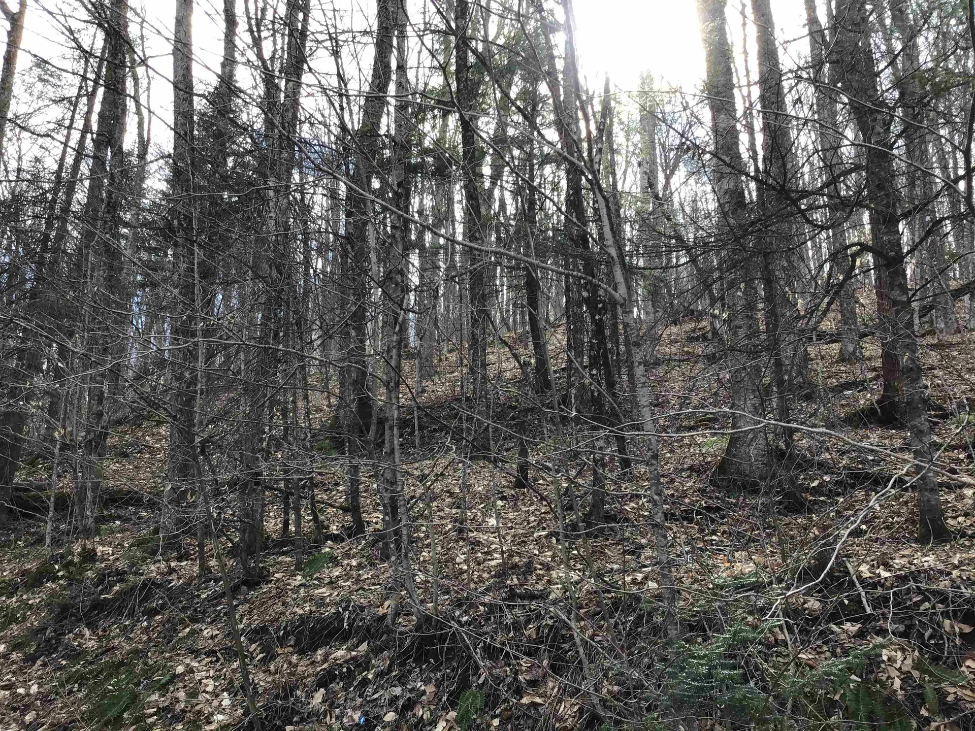 0 Williamstown Road Washington VT 05675
