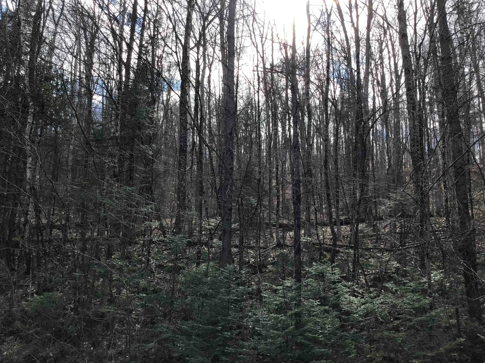 0 Williamstown Road Washington VT 05675