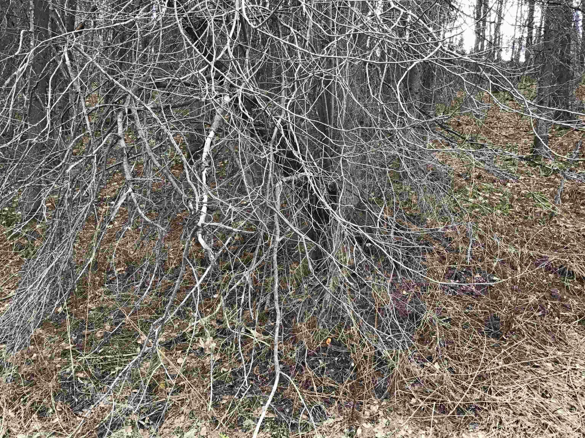 0 Williamstown Road Washington VT 05675