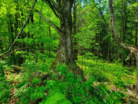 342 Access Road Rochester VT 05767