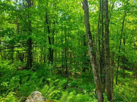 342 Access Road Rochester VT 05767