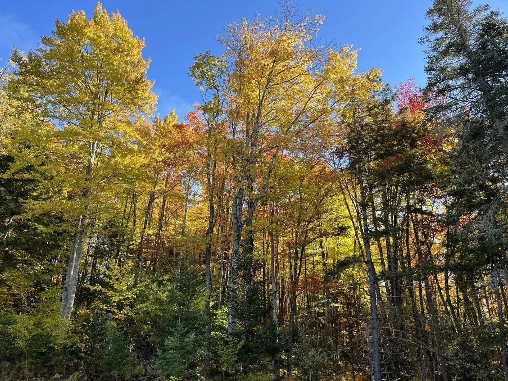 81 Gould Hill Road Worcester VT 05682