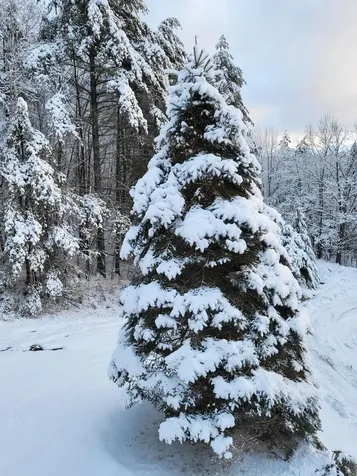 14 Adams Hill Road Newfane VT 05345