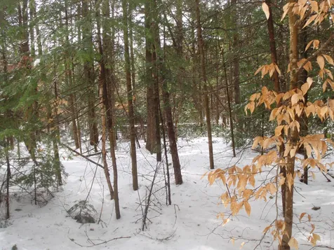 0 Island Road Grafton NH 03240