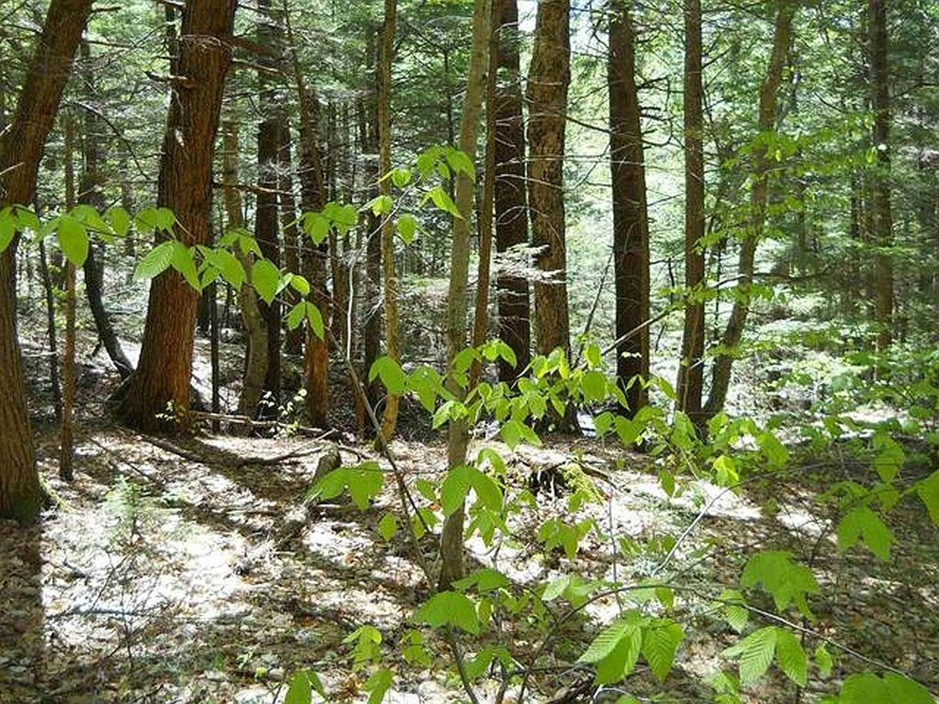 000 South Deming Road Cornish NH 03745