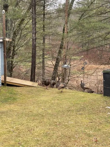 118 Wyndham Road Colchester VT 05446
