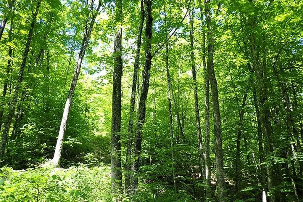 00 Bear Notch Road West Fairlee VT 05083