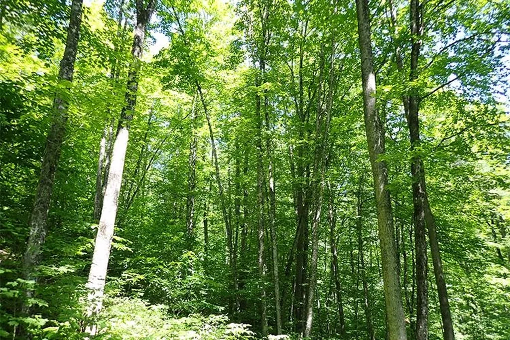 00 Bear Notch Road West Fairlee VT 05083