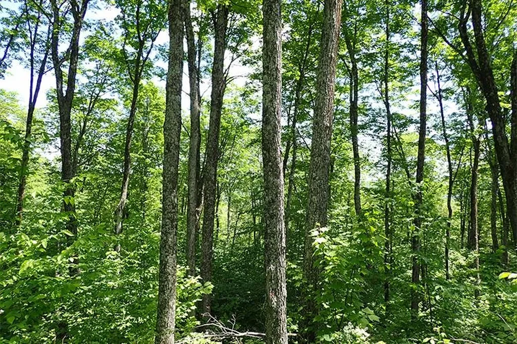 00 Bear Notch Road West Fairlee VT 05083