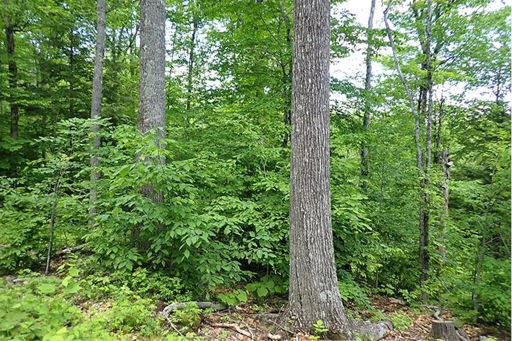 00 Bear Notch Road West Fairlee VT 05083