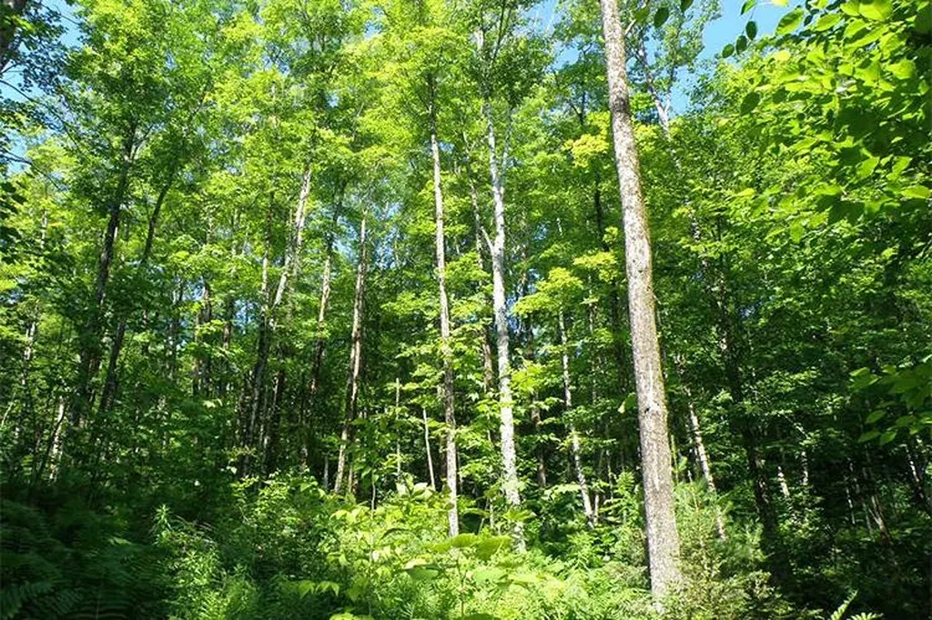 00 Bear Notch Road West Fairlee VT 05083